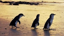 Phillip Island Penguin Parade with kangaroos and Koalas Day Tour